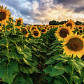 Long Island Sunflowers 